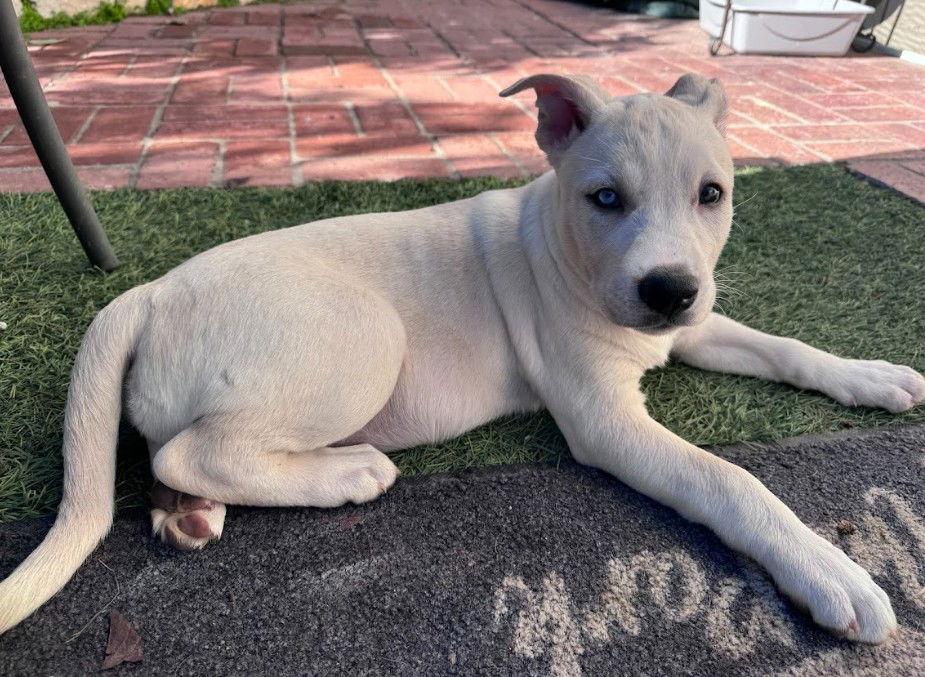 Ellie, a Adoptable mixed breed in San Diego, CA image 2/3