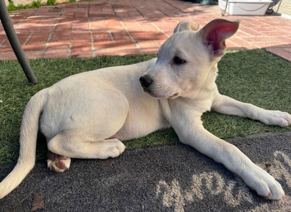 Ellie, a Adoptable mixed breed in San Diego, CA image 3/3