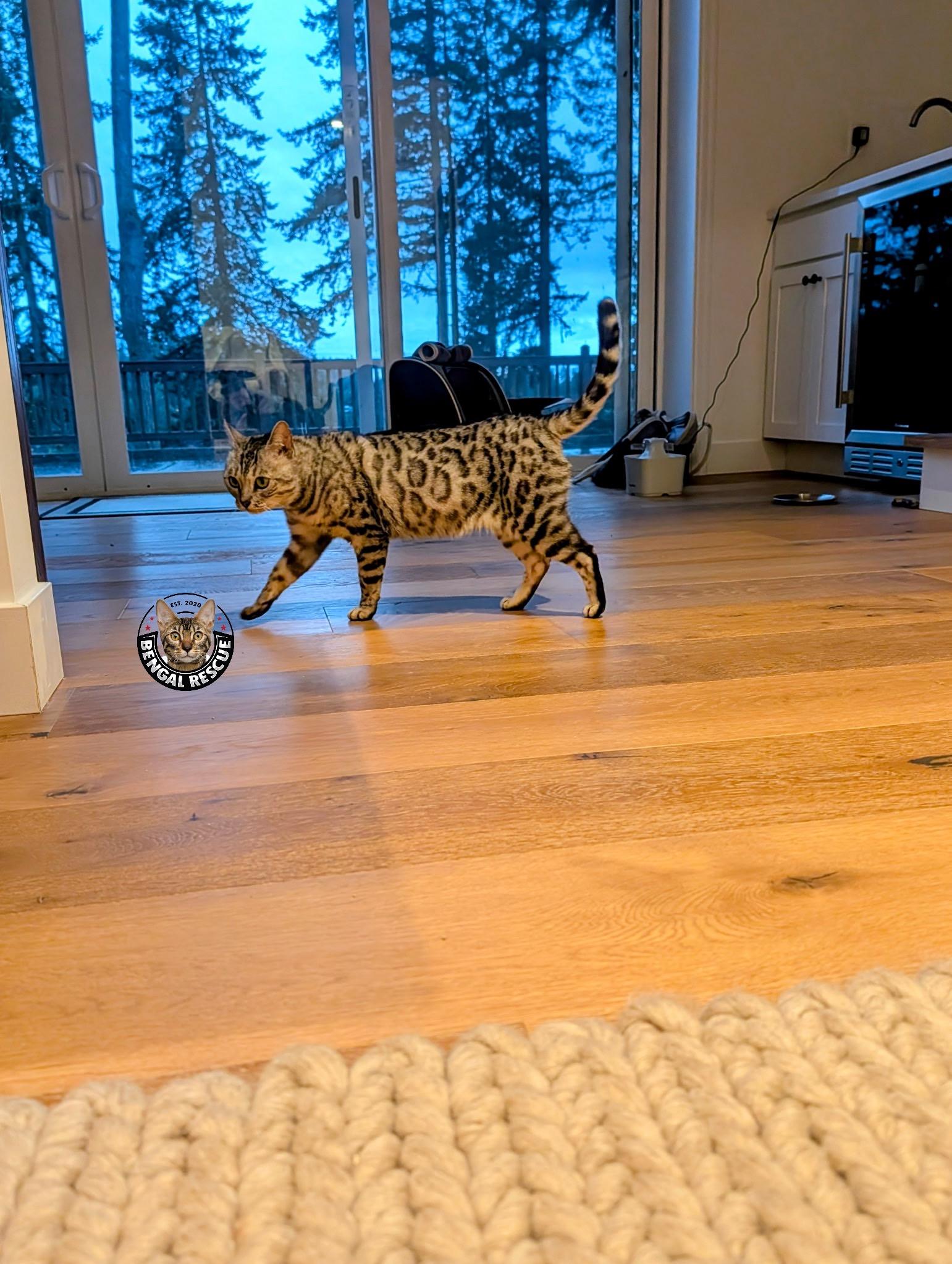 Enlarge Beyonce, an adopted Bengal in Snohomish, WA image 3/6