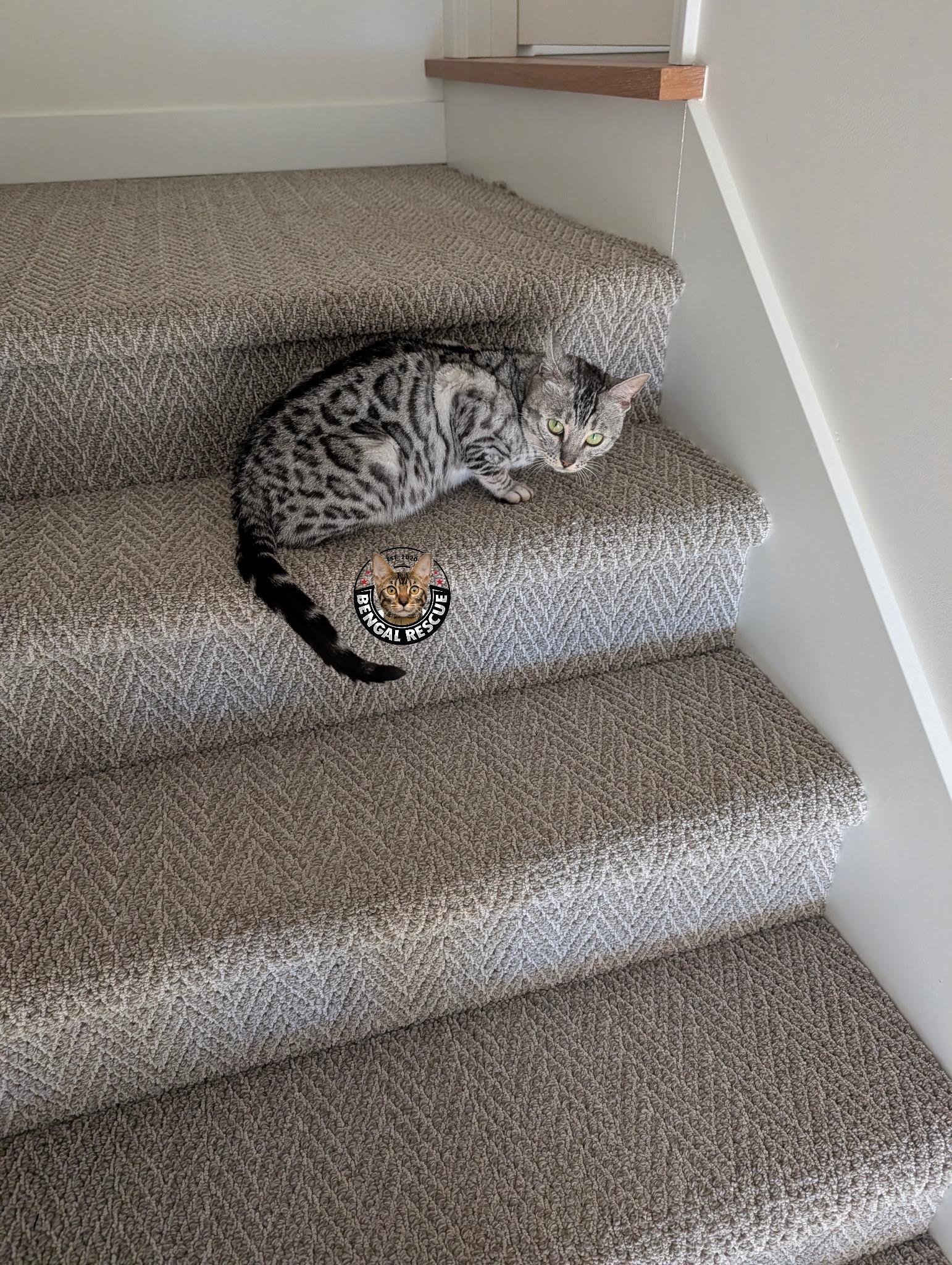 Enlarge Beyonce, an adopted Bengal in Snohomish, WA image 6/6