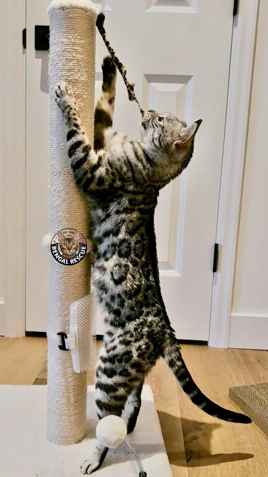 Enlarge Beyonce, an adopted Bengal in Snohomish, WA image 1/6