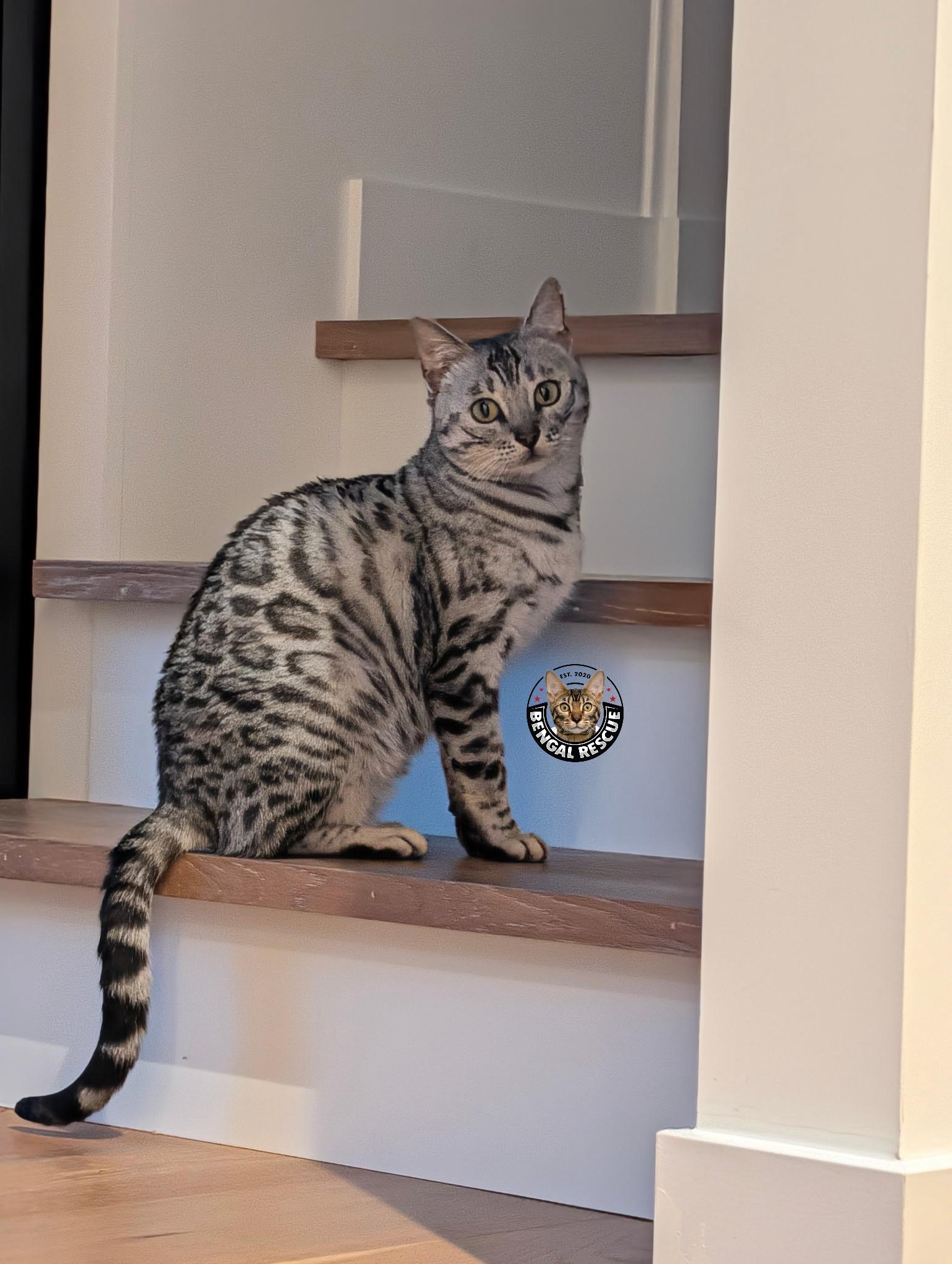 Enlarge Beyonce, an adopted Bengal in Snohomish, WA image 2/6