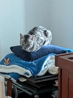 Enlarge Beyonce, an adopted Bengal in Snohomish, WA image 5/6