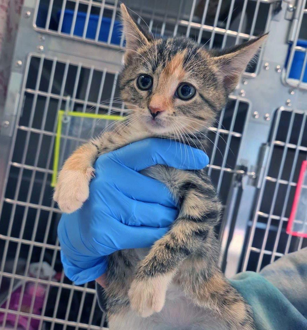 Enlarge Ursa, a Adoptable Domestic Short Hair in Plover, WI image 1/2