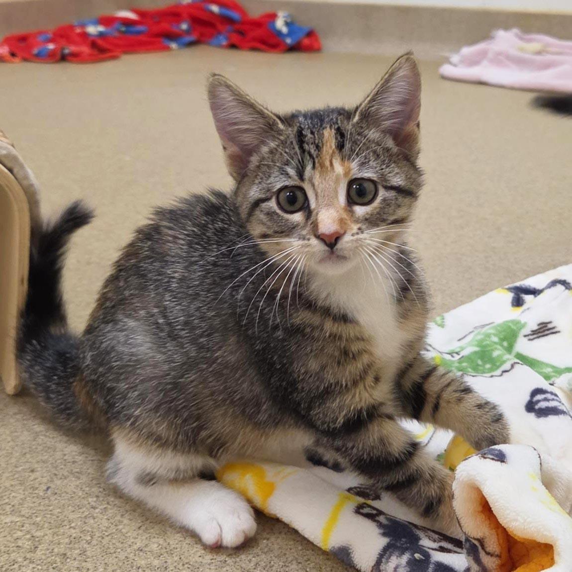 Enlarge Ursa, a Adoptable Domestic Short Hair in Plover, WI image 2/2