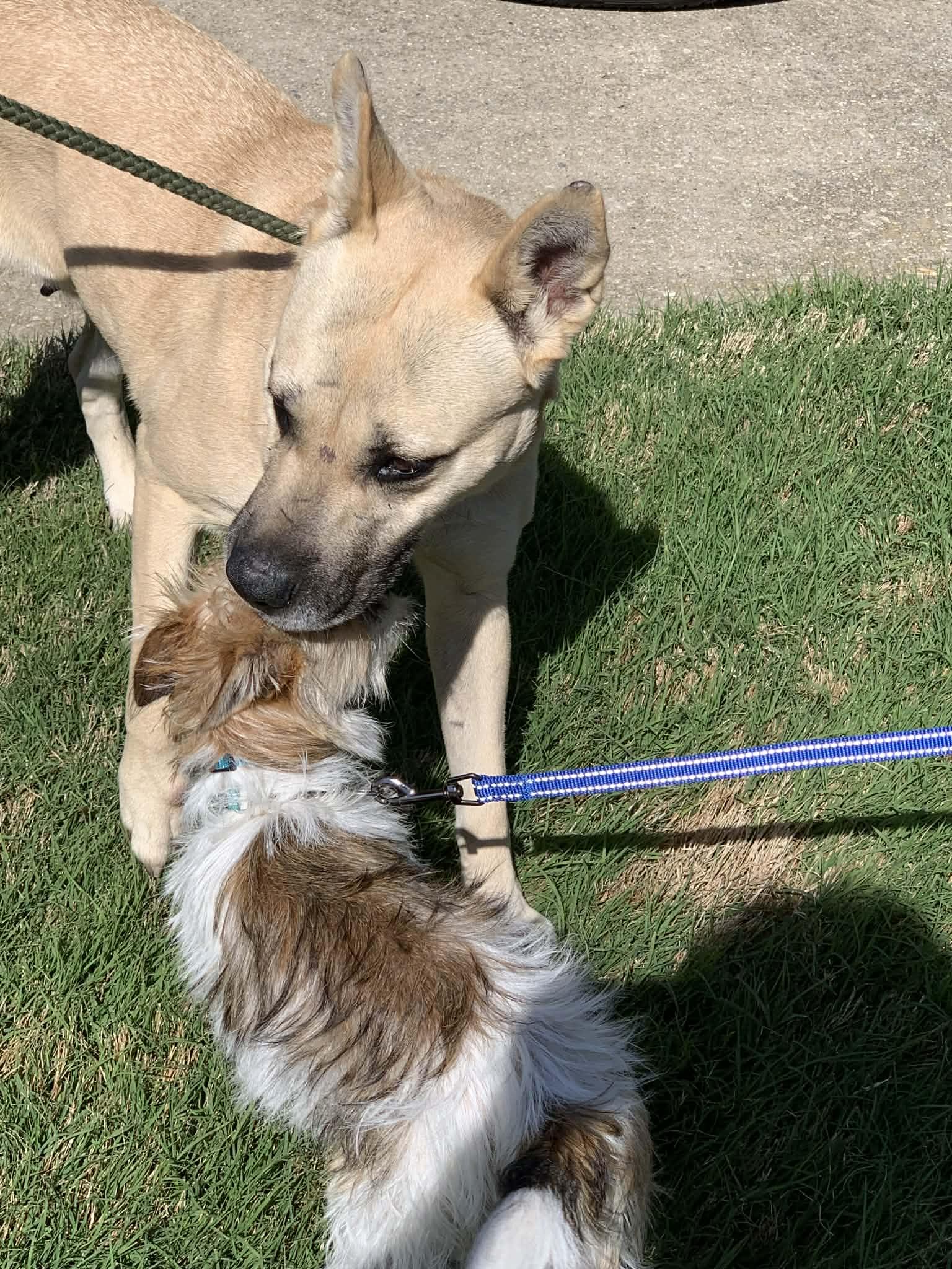 Enlarge Layla, a ADOPTABLE mixed breed in Douglas, MA image 3/6