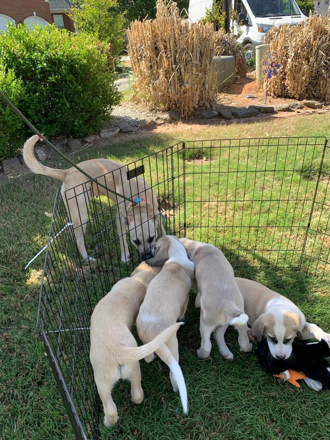 Enlarge Layla, a ADOPTABLE mixed breed in Douglas, MA image 2/6