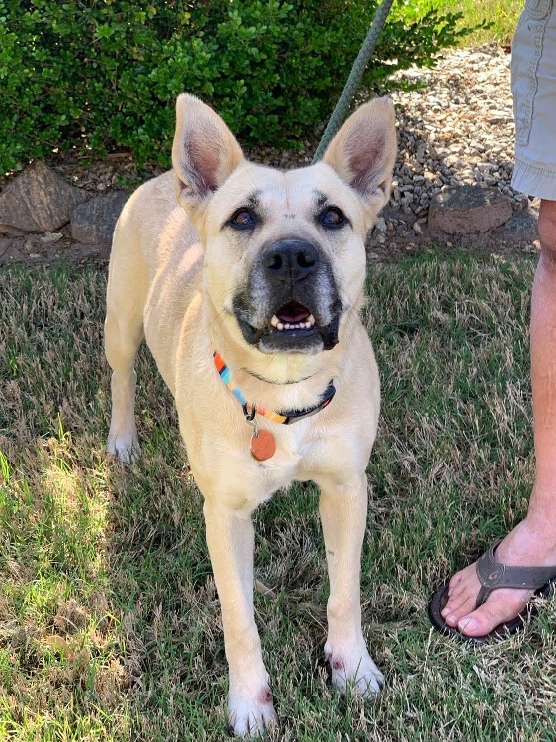 Enlarge Layla, a ADOPTABLE mixed breed in Douglas, MA image 6/6