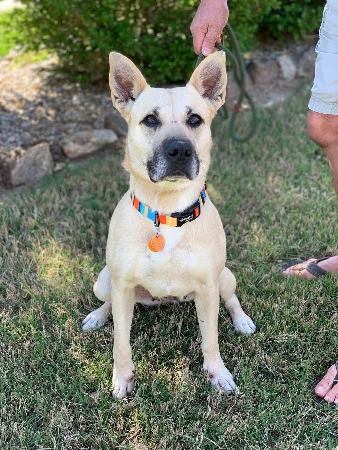 Enlarge Layla, a ADOPTABLE mixed breed in Douglas, MA image 1/6