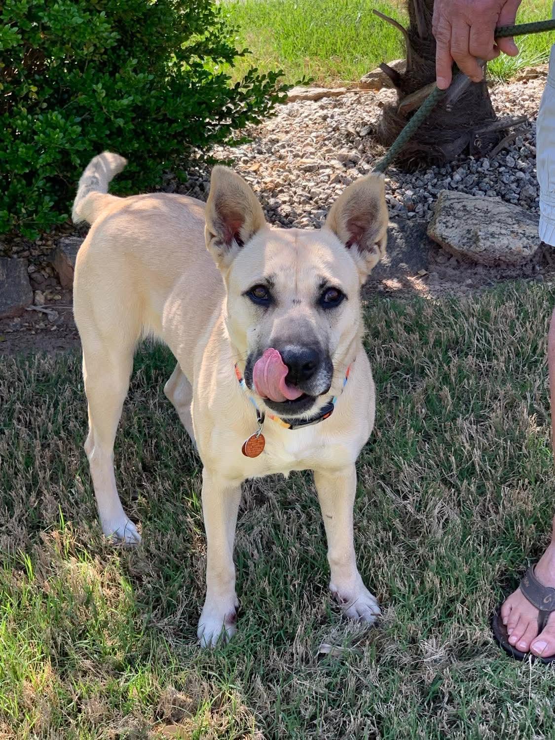 Enlarge Layla, a ADOPTABLE mixed breed in Douglas, MA image 5/6