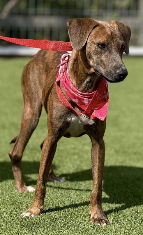 Ruby -a gem found on a rooftop, polished with love!