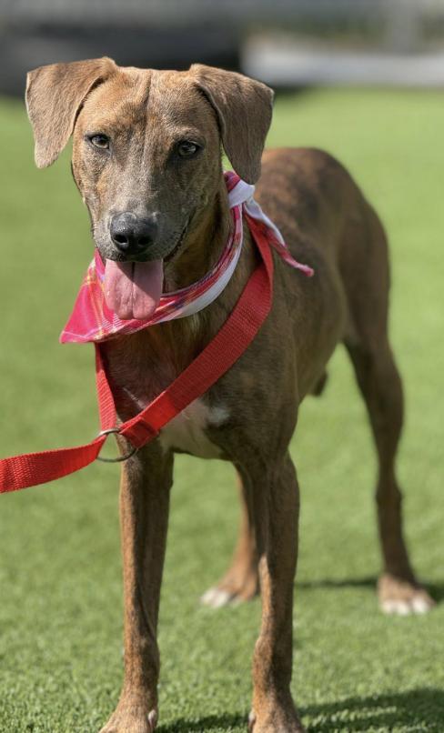 Ruby -a gem found on a rooftop, polished with love!