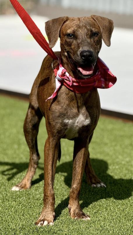 Ruby -a gem found on a rooftop, polished with love!