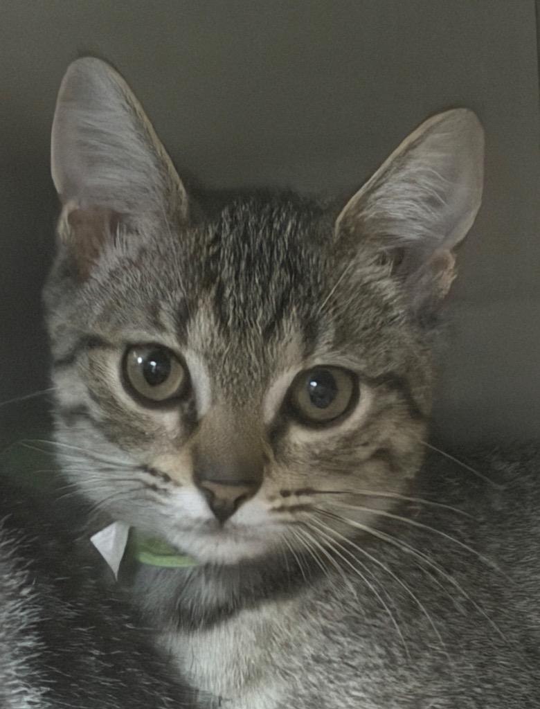 Vulture, Adoptable, Kitten Female Domestic Short Hair.