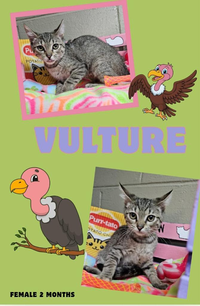 Vulture, a Adoptable mixed breed in Blountville, TN image 2/3