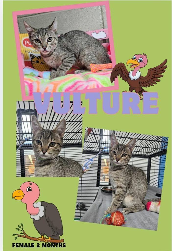 Vulture, a Adoptable mixed breed in Blountville, TN image 3/3