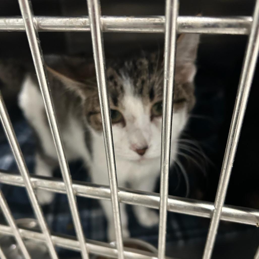 ACON-Stray-11959, Adoptable, Adult Male Domestic Short Hair.