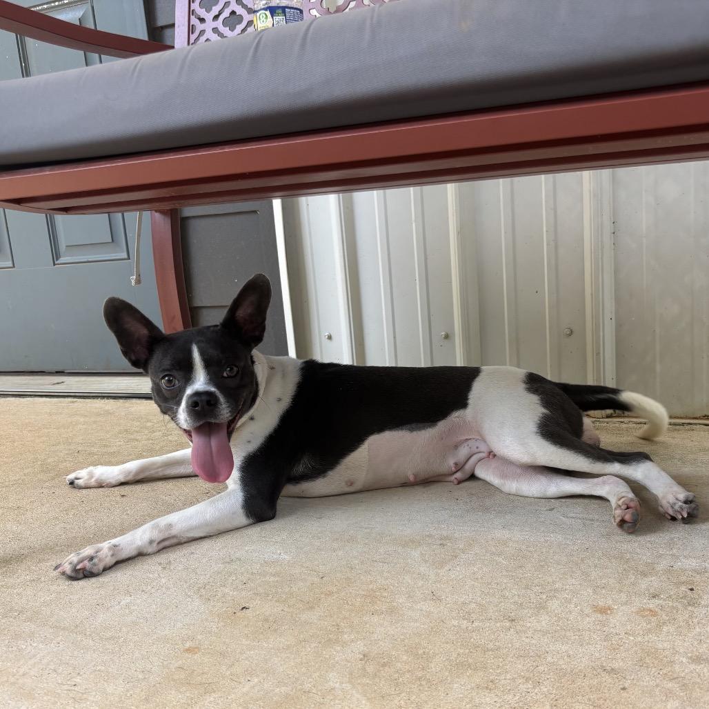 Dottie, Adoptable, Young Female Boston Terrier & Mixed Breed.