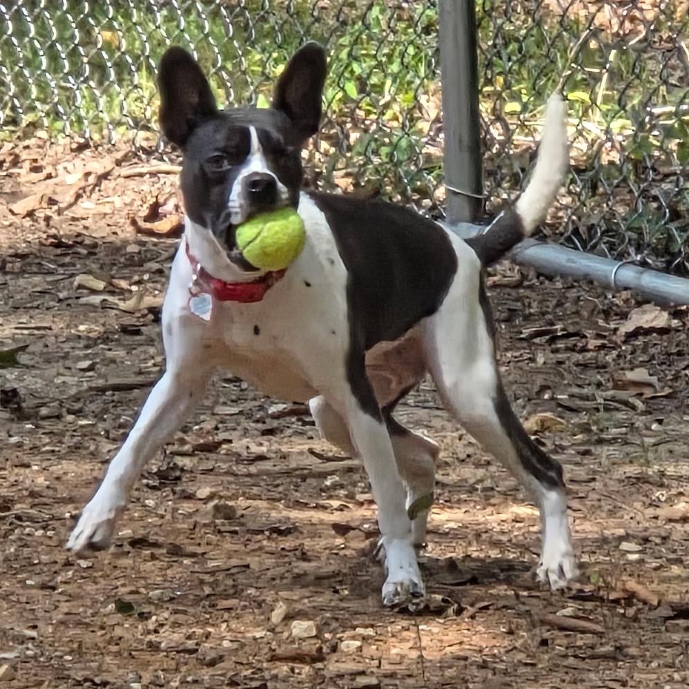 Enlarge Dottie, a Adoptable mixed breed in Tuscaloosa, AL image 2/6