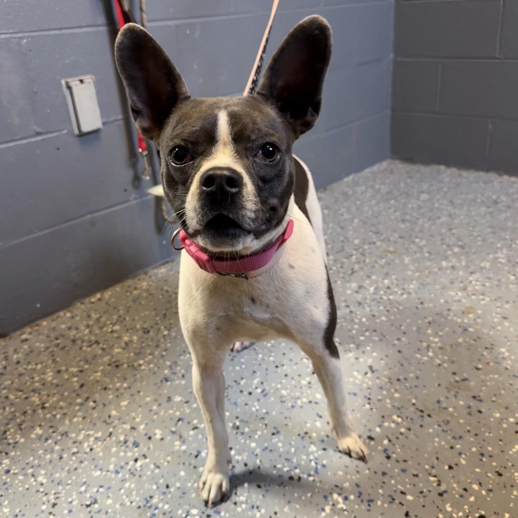 Enlarge Dottie, a Adoptable mixed breed in Tuscaloosa, AL image 3/6