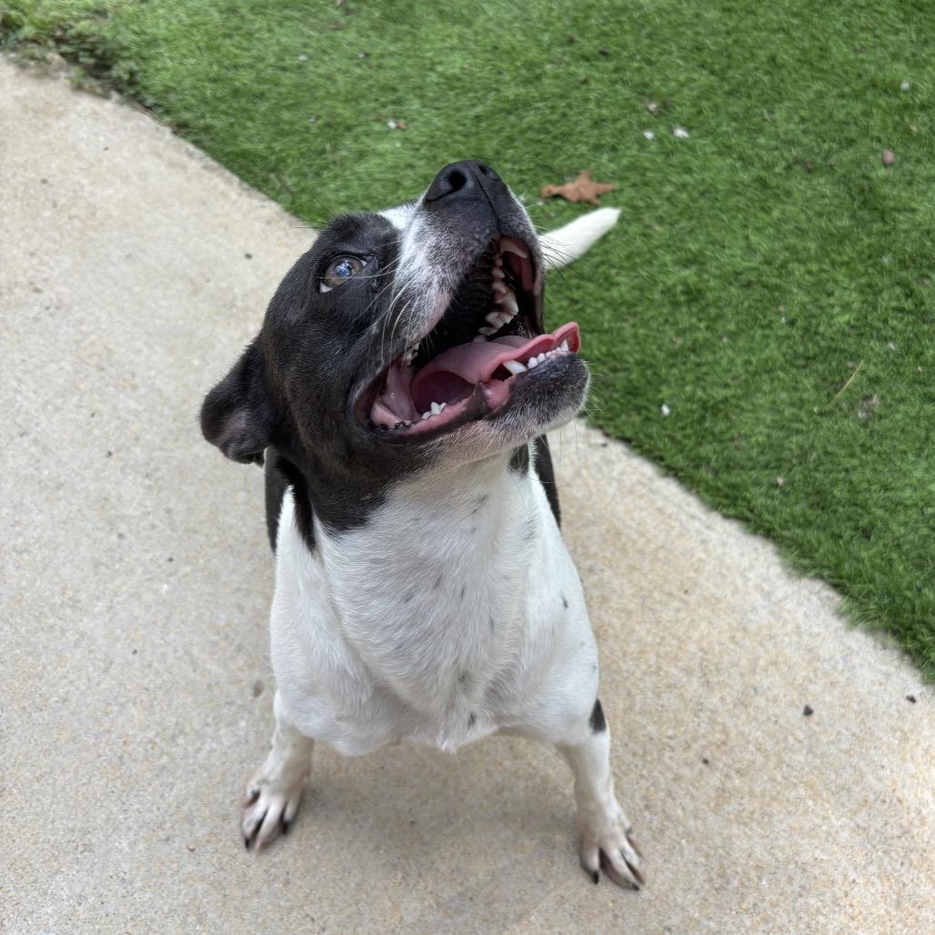 Enlarge Dottie, a Adoptable mixed breed in Tuscaloosa, AL image 4/6