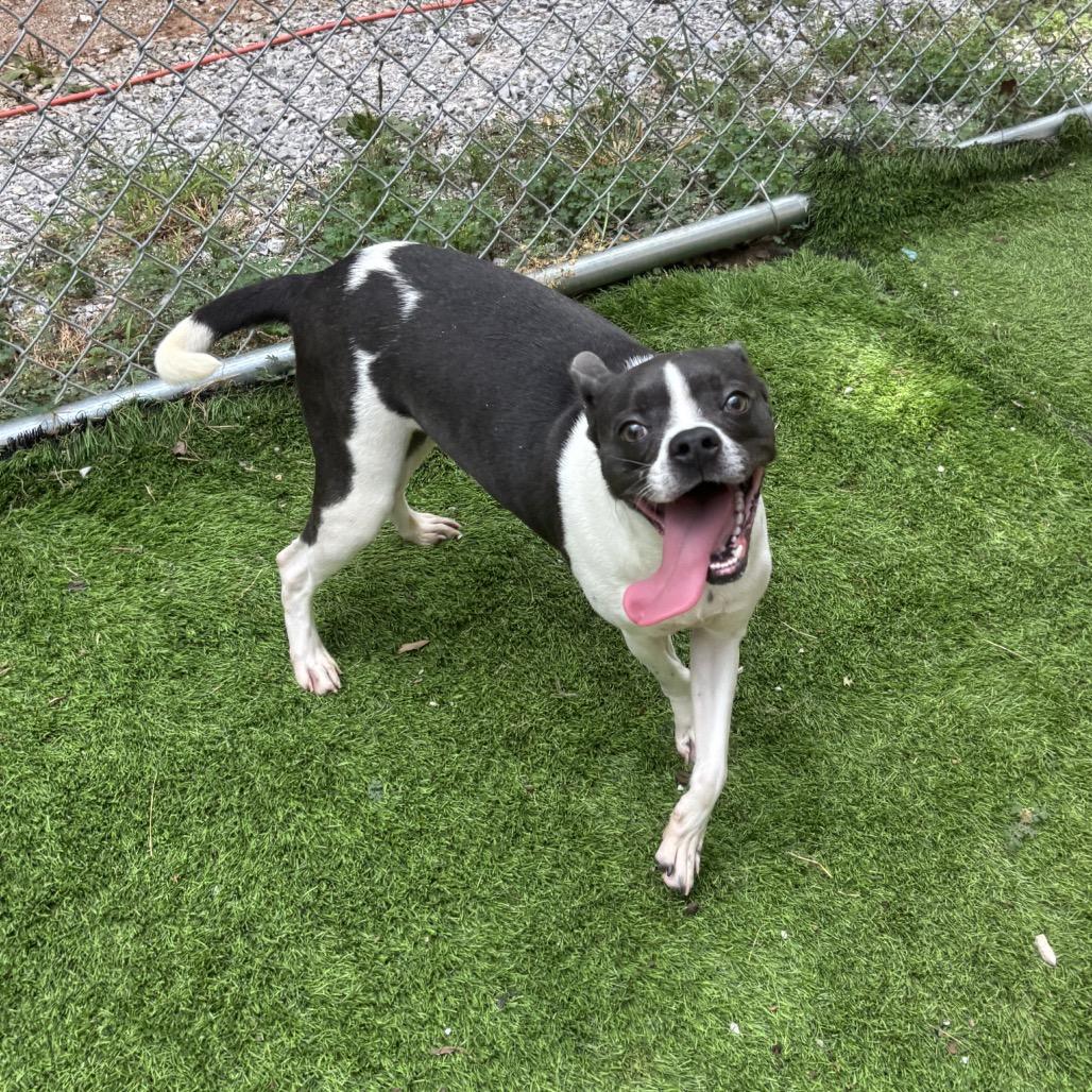 Enlarge Dottie, a Adoptable mixed breed in Tuscaloosa, AL image 5/6