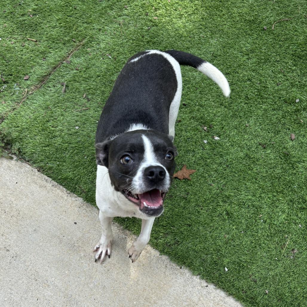 Enlarge Dottie, a Adoptable mixed breed in Tuscaloosa, AL image 6/6