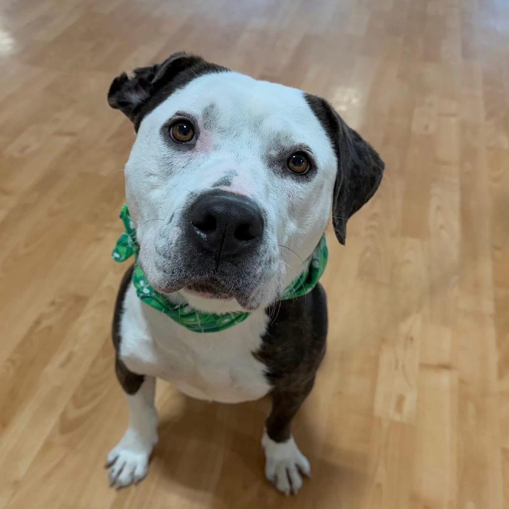 Enlarge Wabi-Sabi, a Adoptable Mixed Breed in DeKalb, IL image 1/4