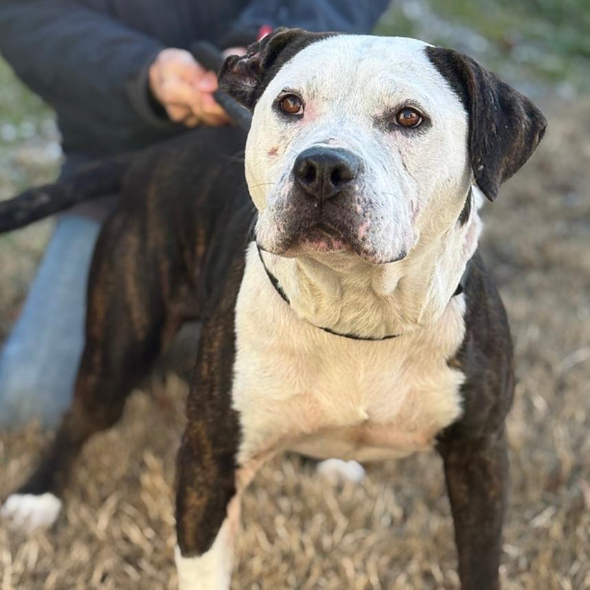 Enlarge Wabi-Sabi, a Adoptable Mixed Breed in DeKalb, IL image 2/4