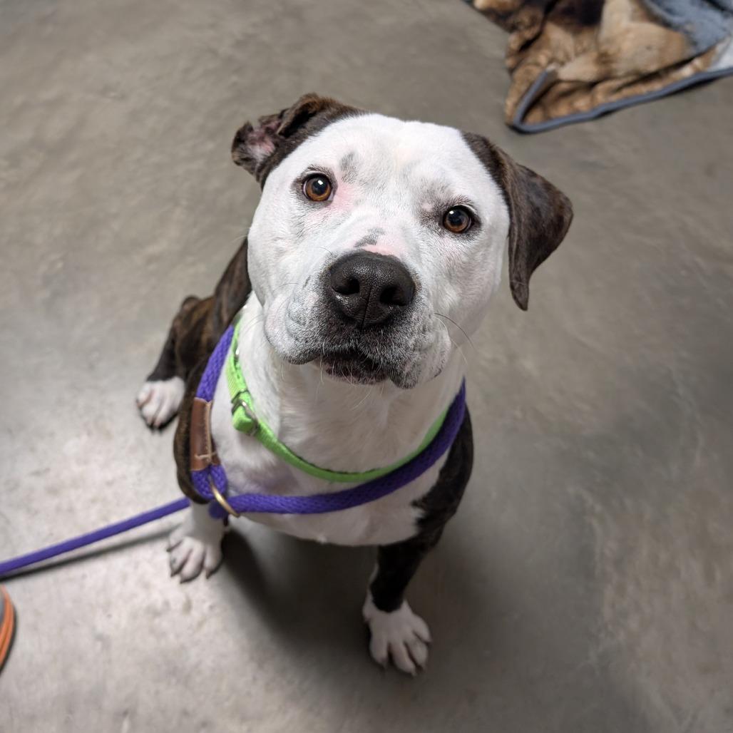 Enlarge Wabi-Sabi, a Adoptable Mixed Breed in DeKalb, IL image 3/4