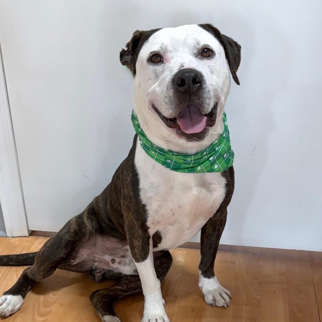 Enlarge Wabi-Sabi, a Adoptable Mixed Breed in DeKalb, IL image 4/4