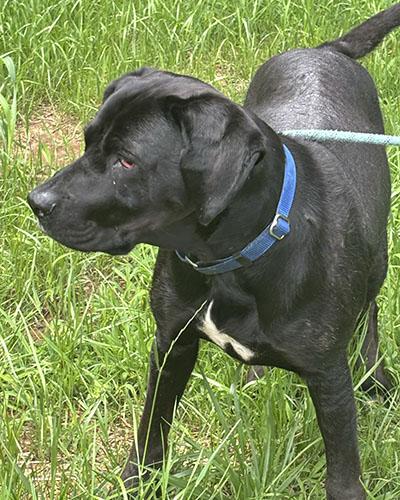 Enlarge Bonnie, a Adoptable mixed breed in Wrightsville Beach, NC image 2/6
