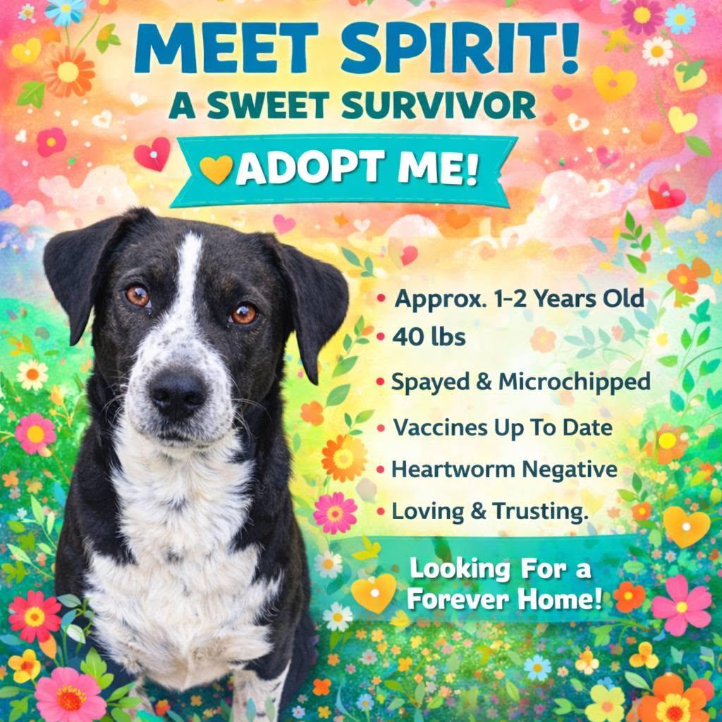Spirit, a ADOPTABLE mixed breed in Corinth, MS image 1/5