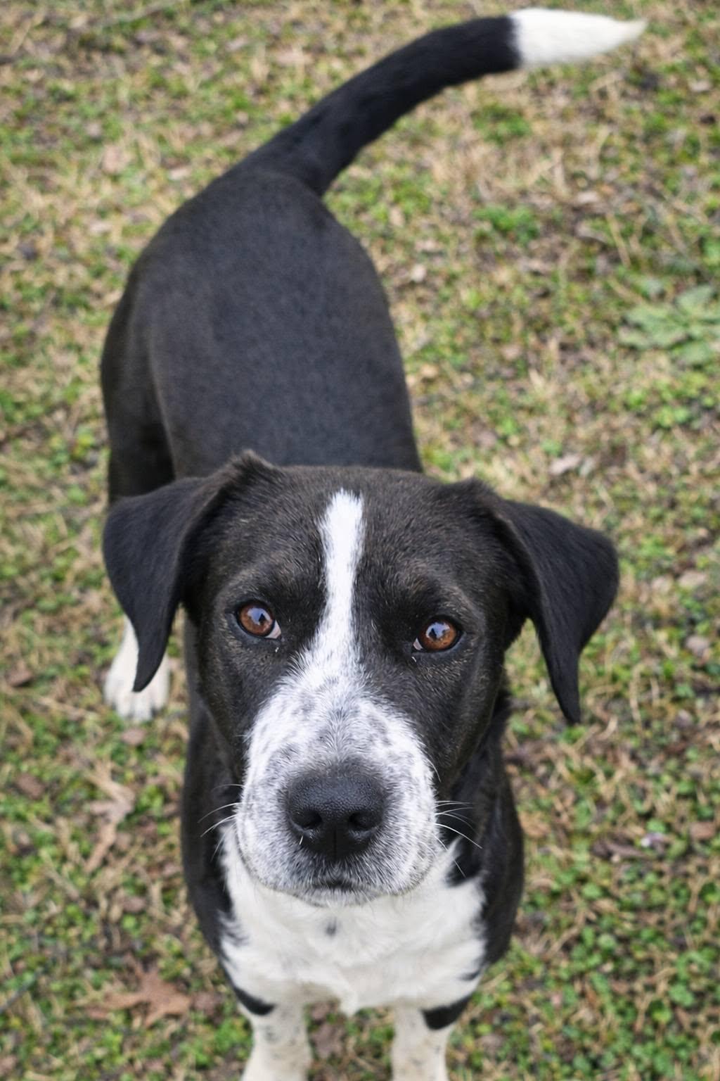 Spirit, a ADOPTABLE mixed breed in Corinth, MS image 3/5
