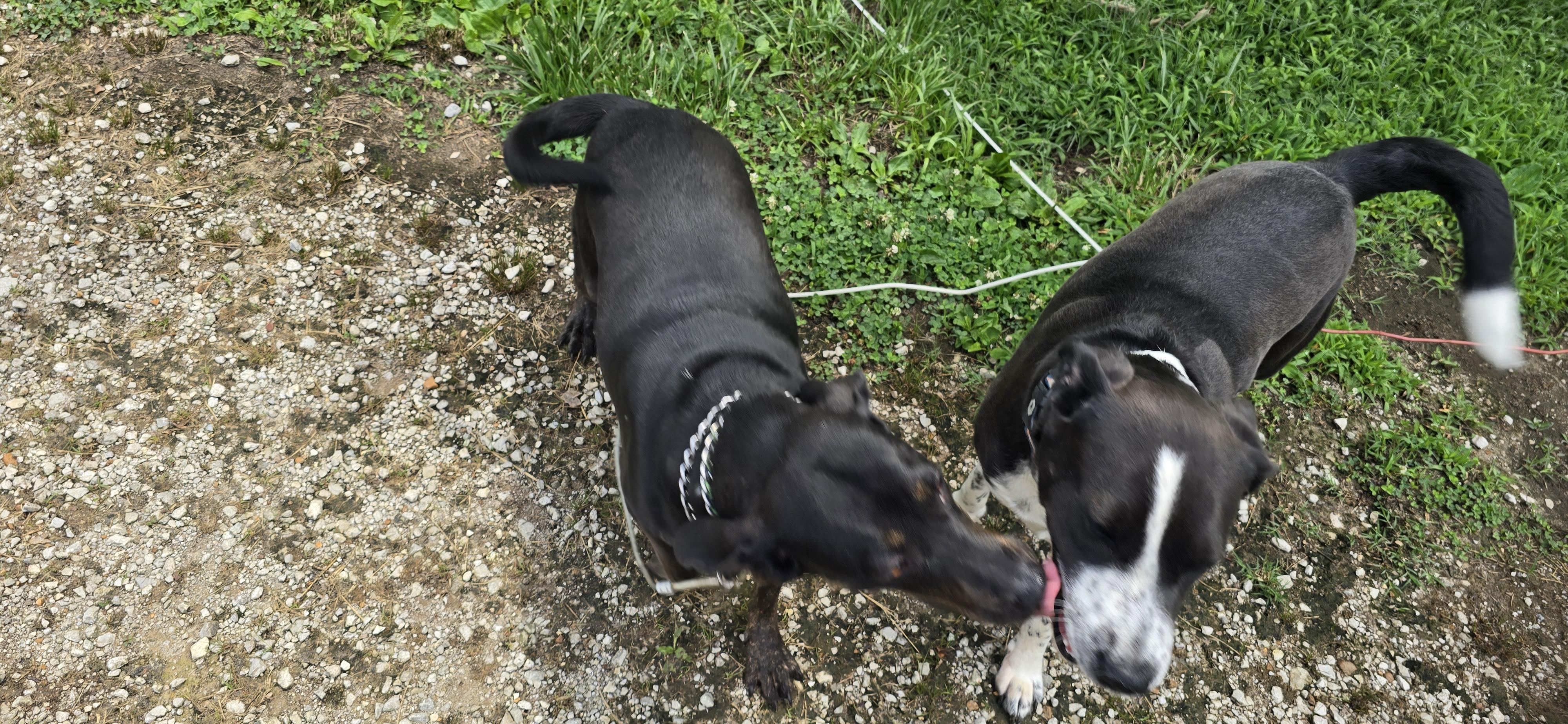 Spirit, a ADOPTABLE mixed breed in Corinth, MS image 5/5
