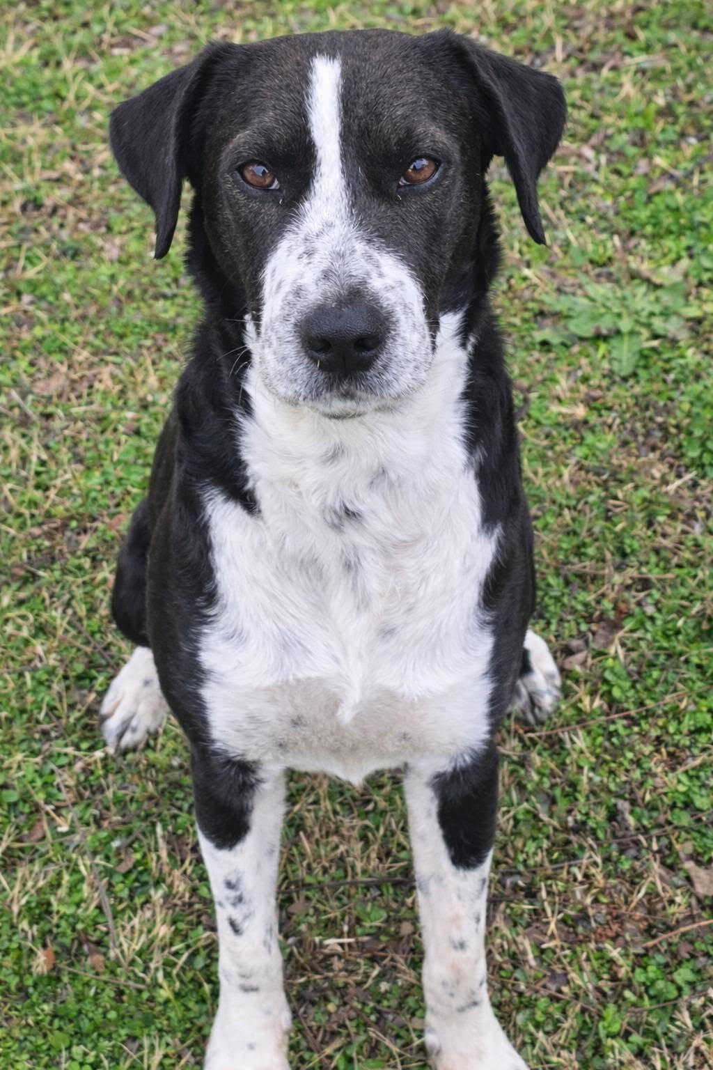 Spirit, a ADOPTABLE mixed breed in Corinth, MS image 4/5