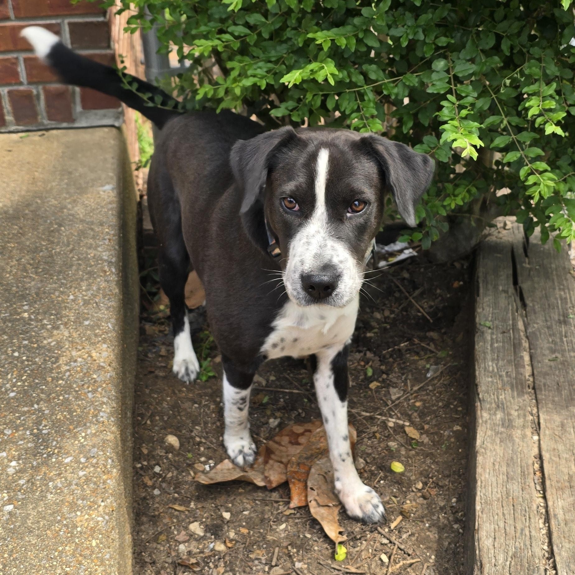 Spirit, a ADOPTABLE mixed breed in Corinth, MS image 2/5