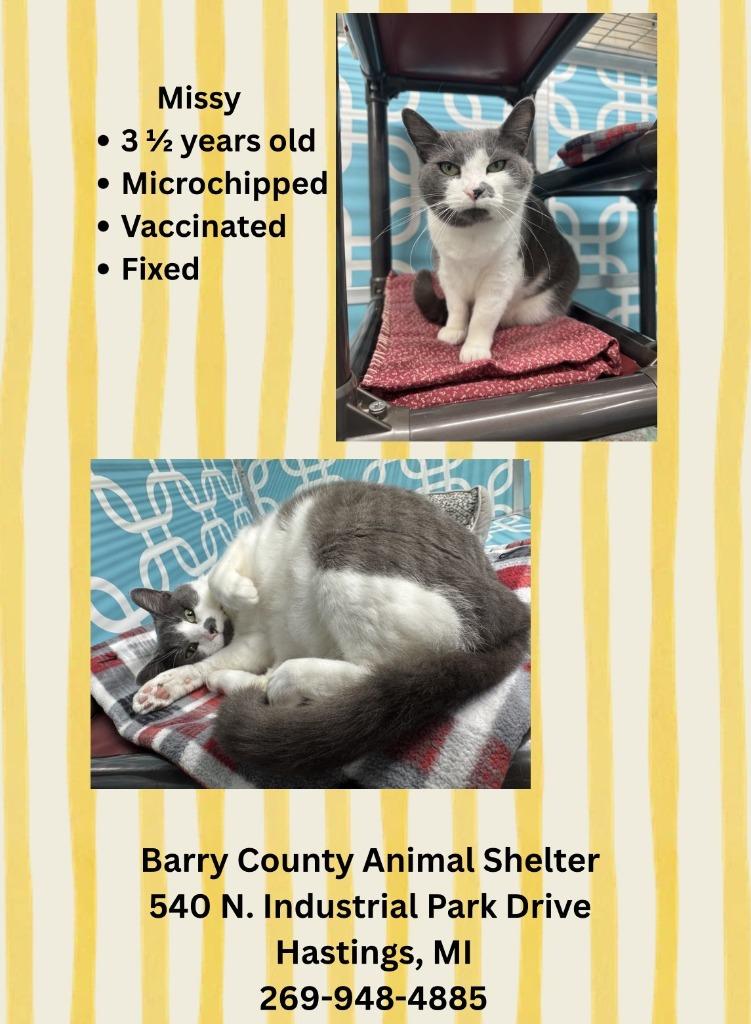 MISSY, Adoptable, Adult Female Domestic Short Hair.