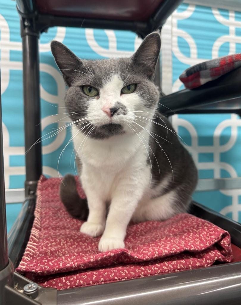 Enlarge MISSY, a Adoptable mixed breed in Hastings, MI image 2/5