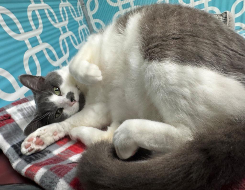 Enlarge MISSY, a Adoptable mixed breed in Hastings, MI image 5/5