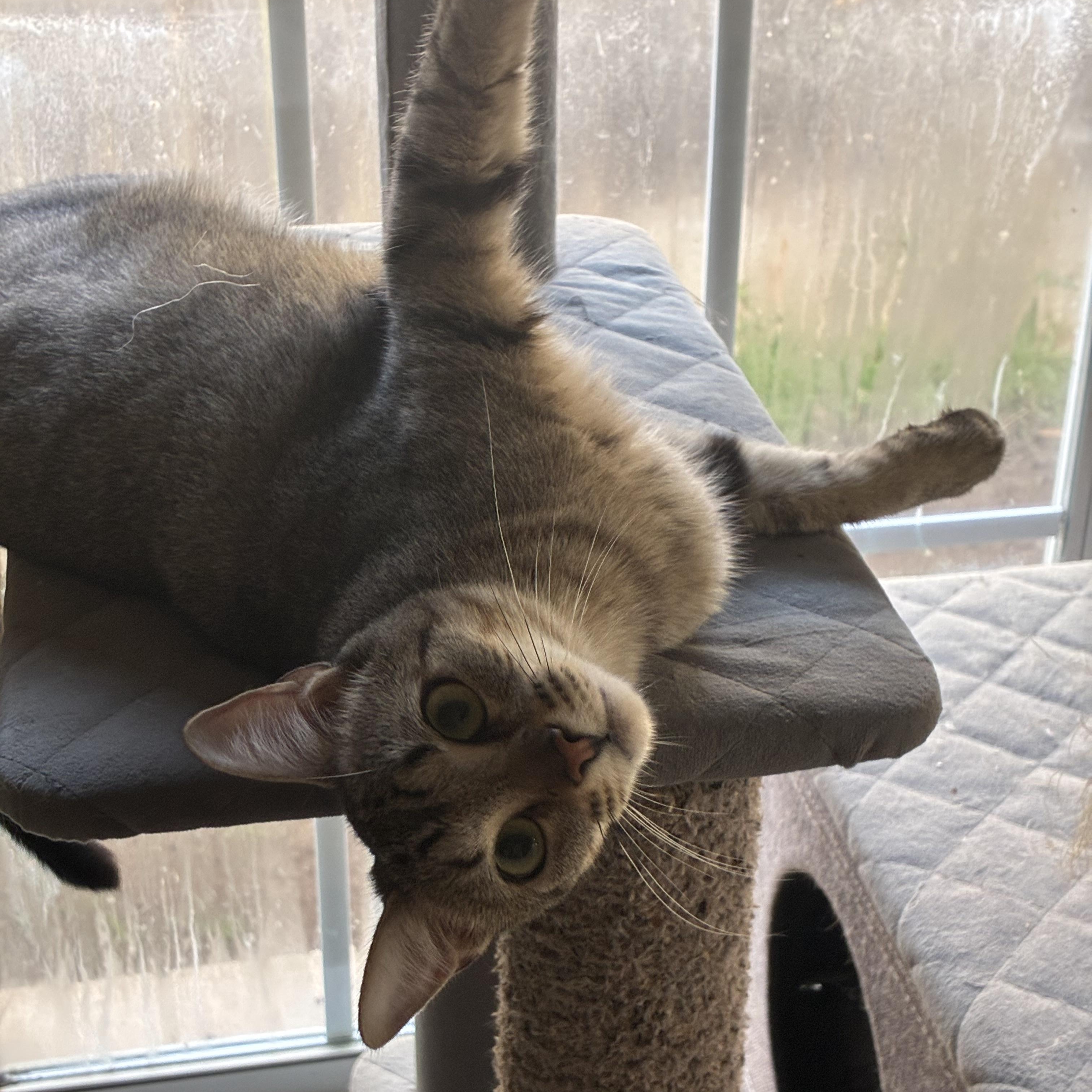Coach & McKenna - BONDED PAIR, a ADOPTABLE Domestic Short Hair in Austin, TX image 3/6