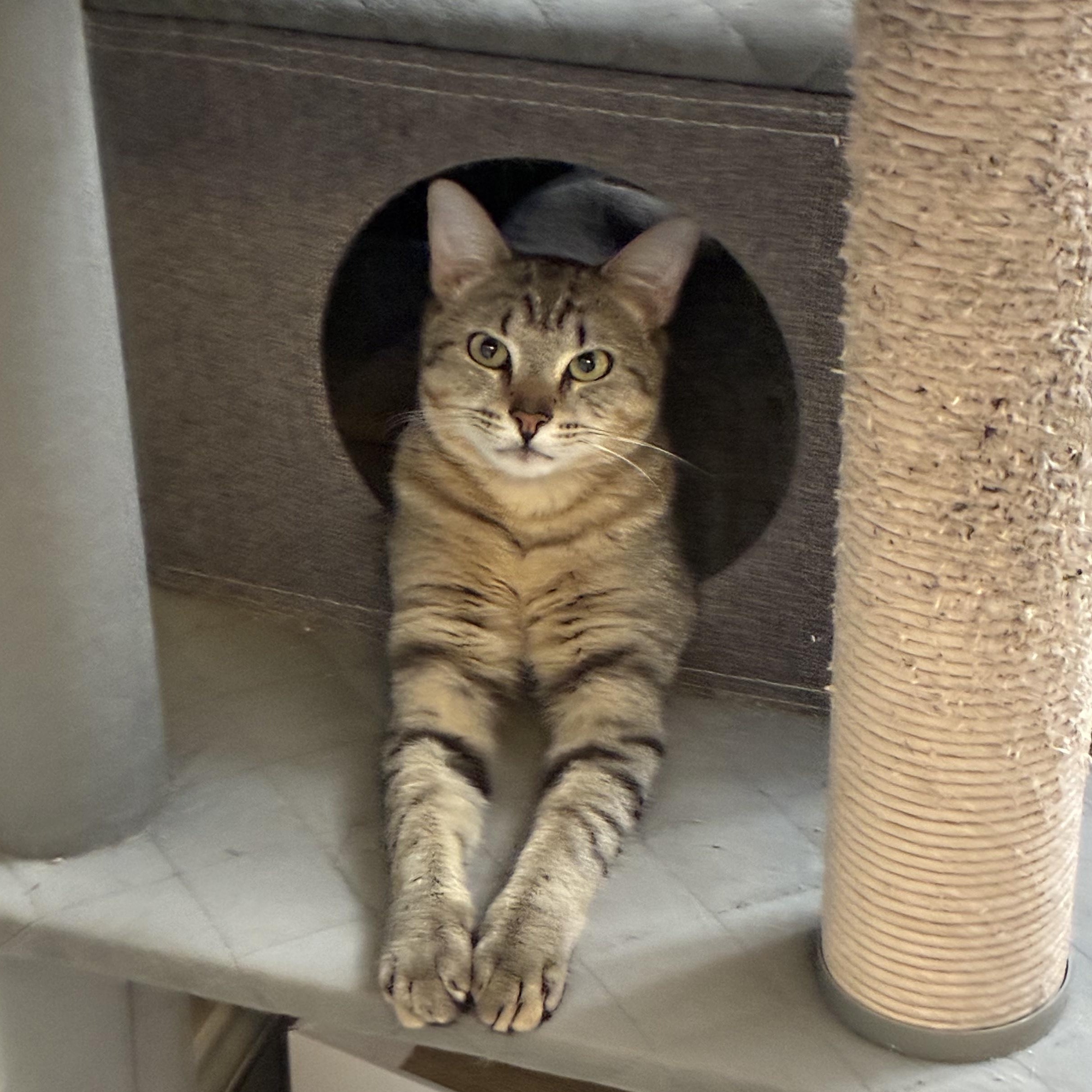 Enlarge Coach & McKenna, a ADOPTABLE Domestic Short Hair in Austin, TX image 1/4