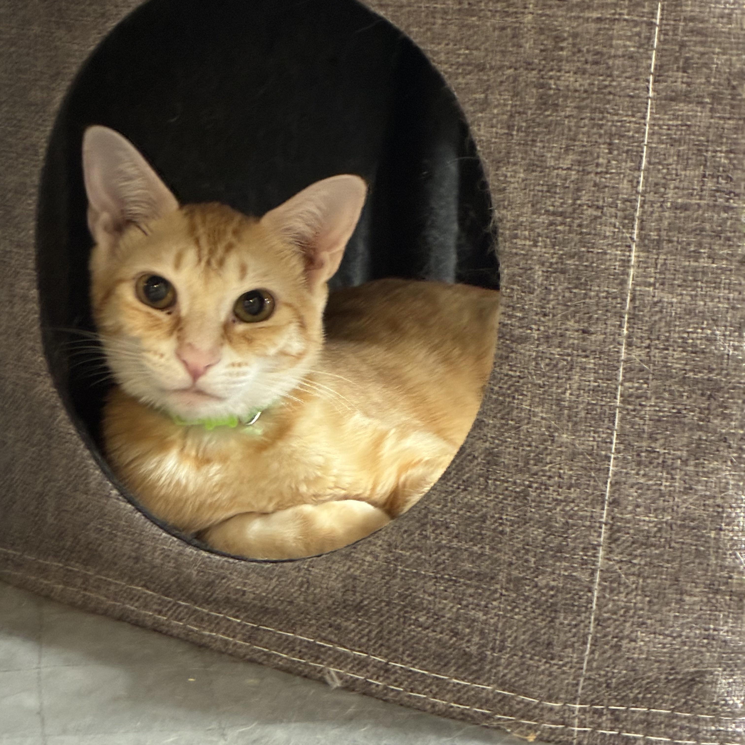 Enlarge Coach & McKenna, a ADOPTABLE Domestic Short Hair in Austin, TX image 2/4