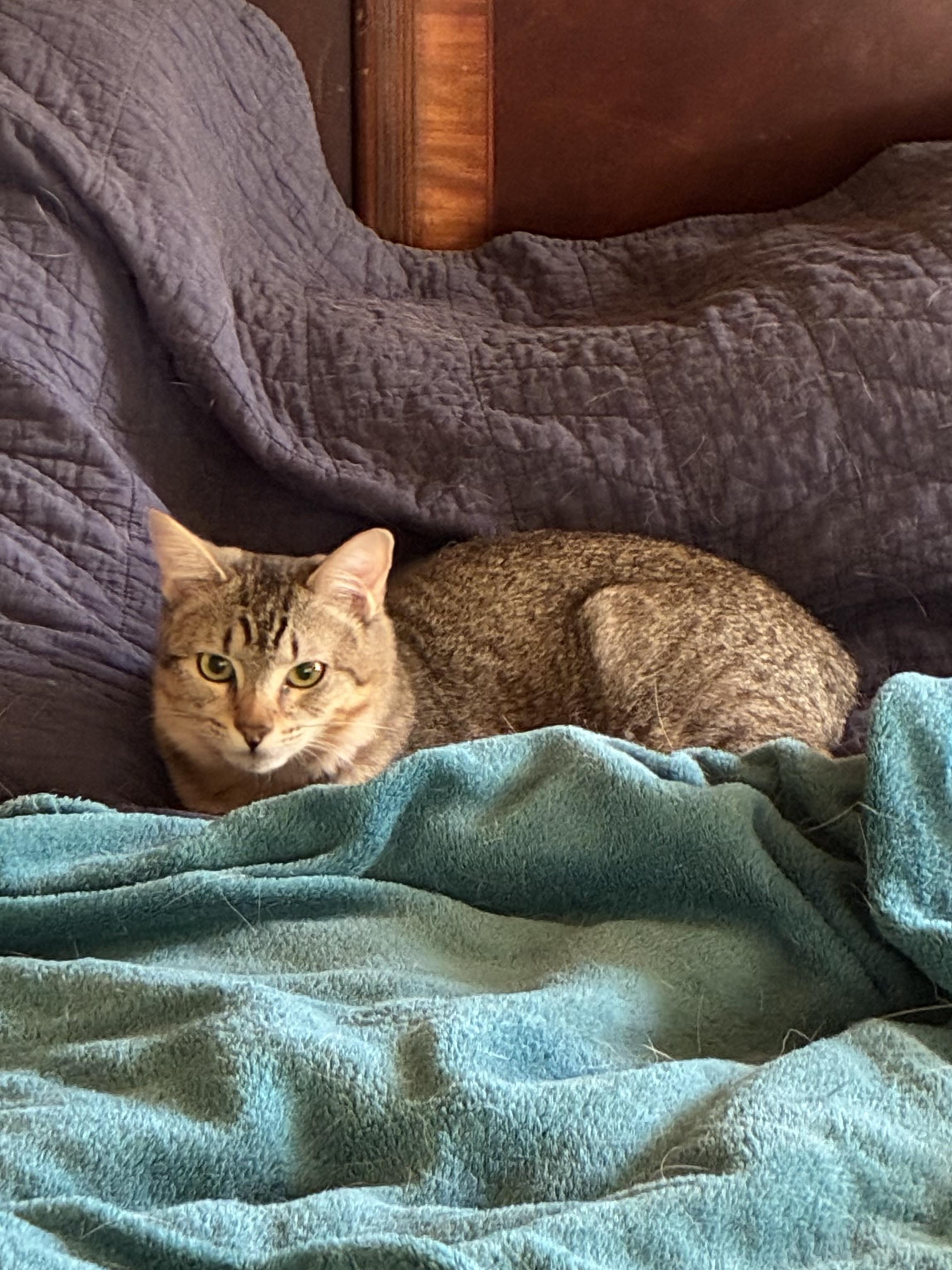 Enlarge Coach & McKenna, a ADOPTABLE Domestic Short Hair in Austin, TX image 3/4