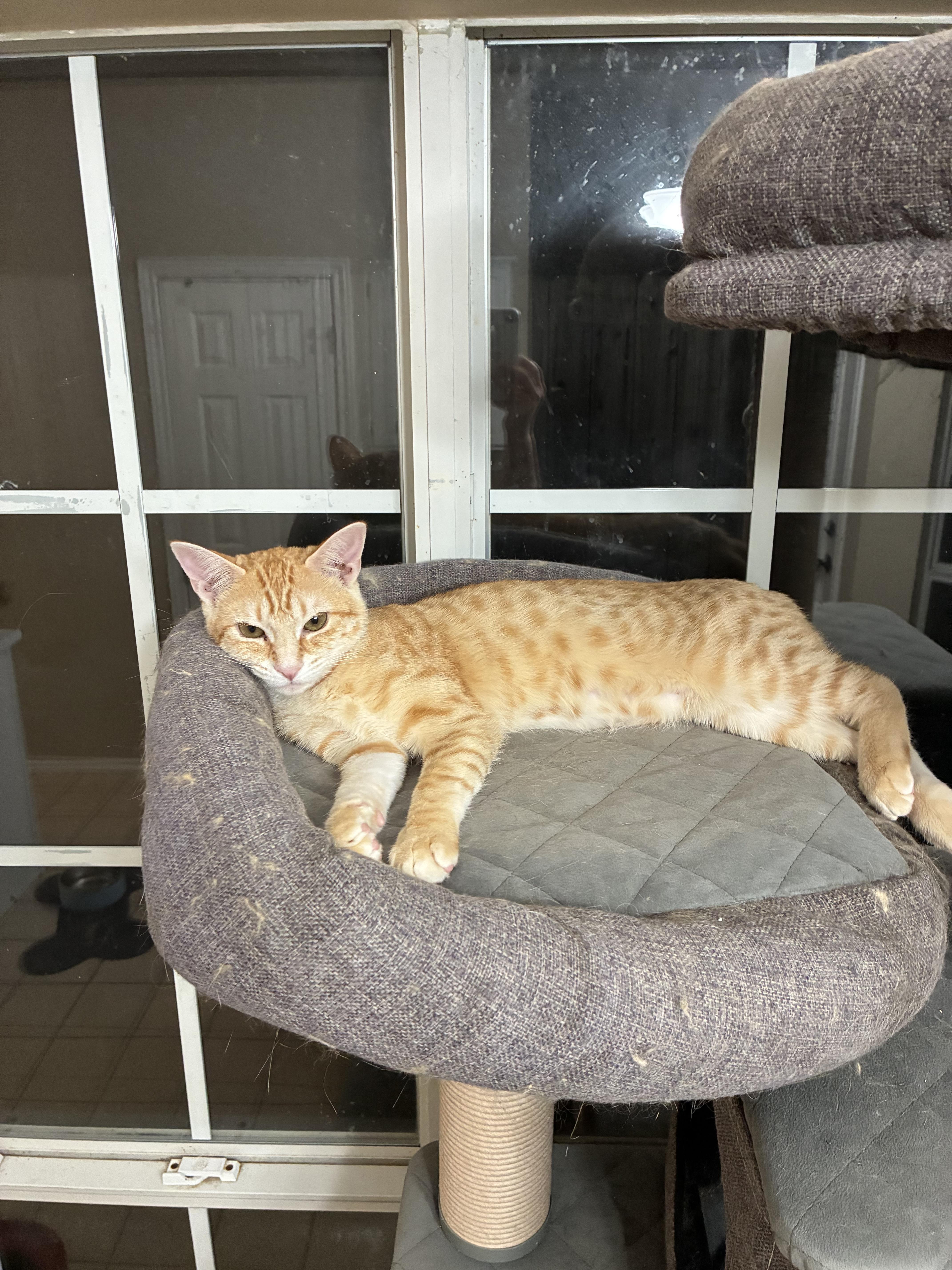 Enlarge Coach & McKenna, a ADOPTABLE Domestic Short Hair in Austin, TX image 4/4