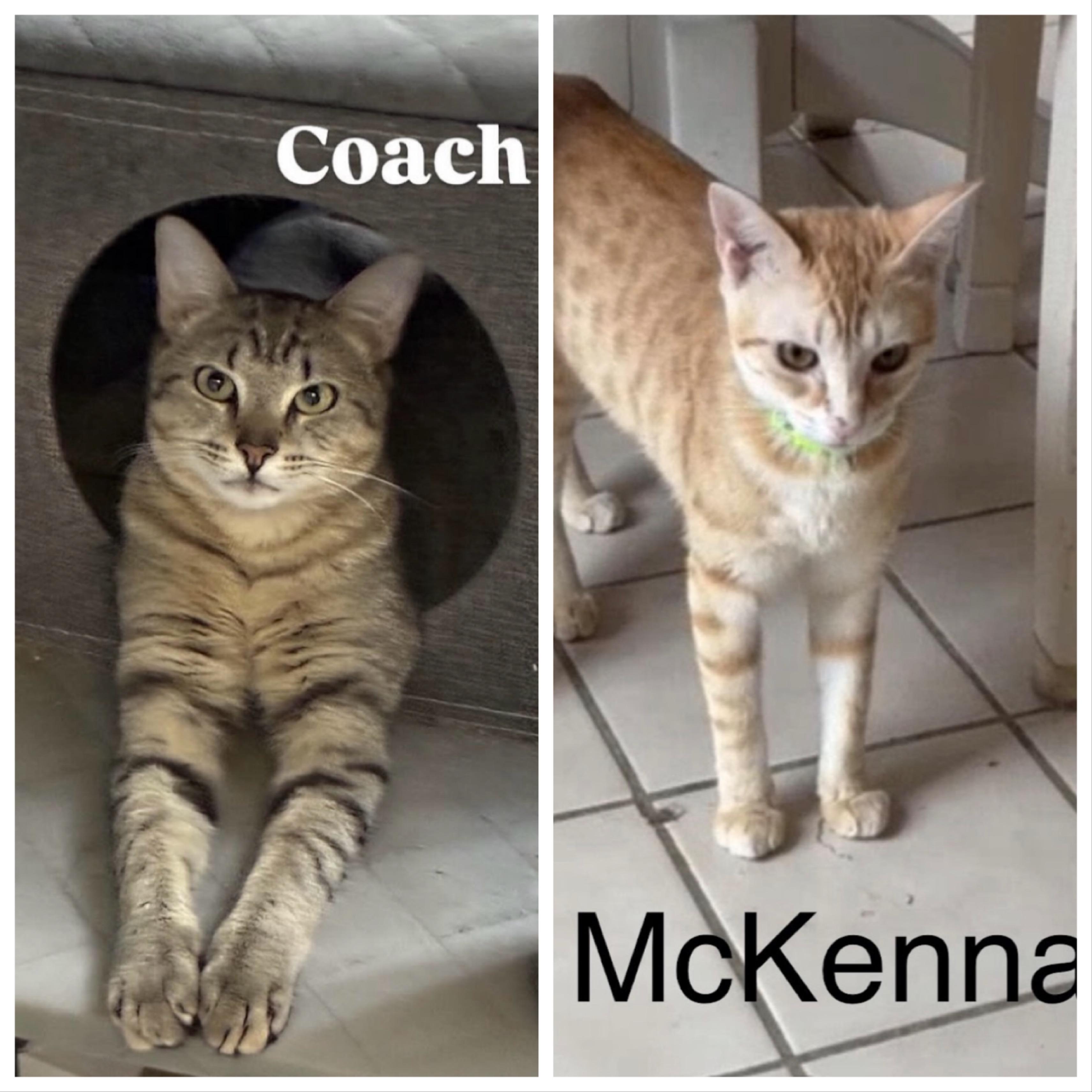 Coach & McKenna - BONDED PAIR, ADOPTABLE, Young Male Domestic Short Hair.
