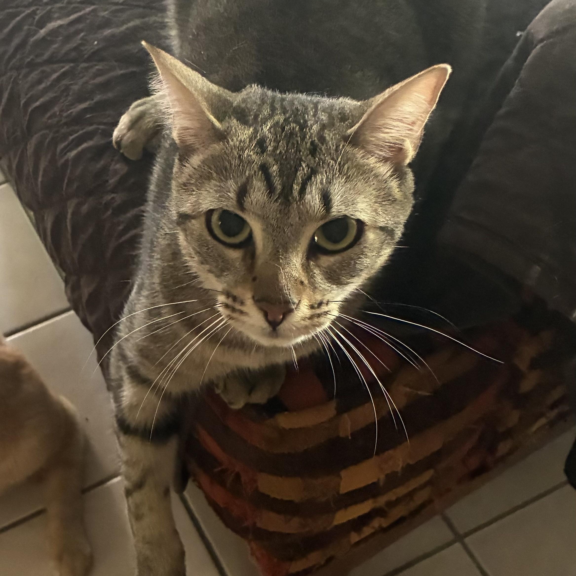 Coach & McKenna - BONDED PAIR, a ADOPTABLE Domestic Short Hair in Austin, TX image 5/6