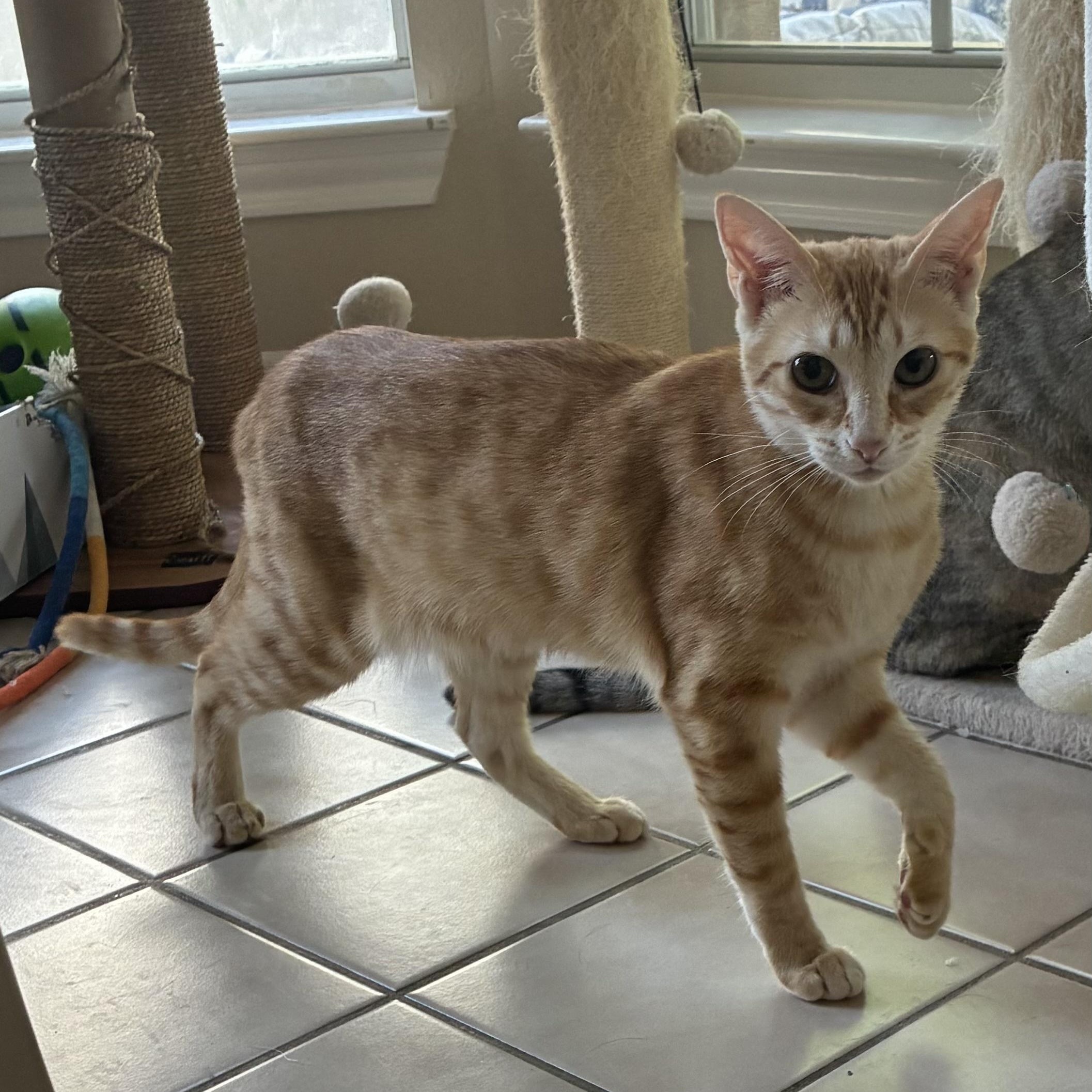 Coach & McKenna - BONDED PAIR, a ADOPTABLE Domestic Short Hair in Austin, TX image 6/6