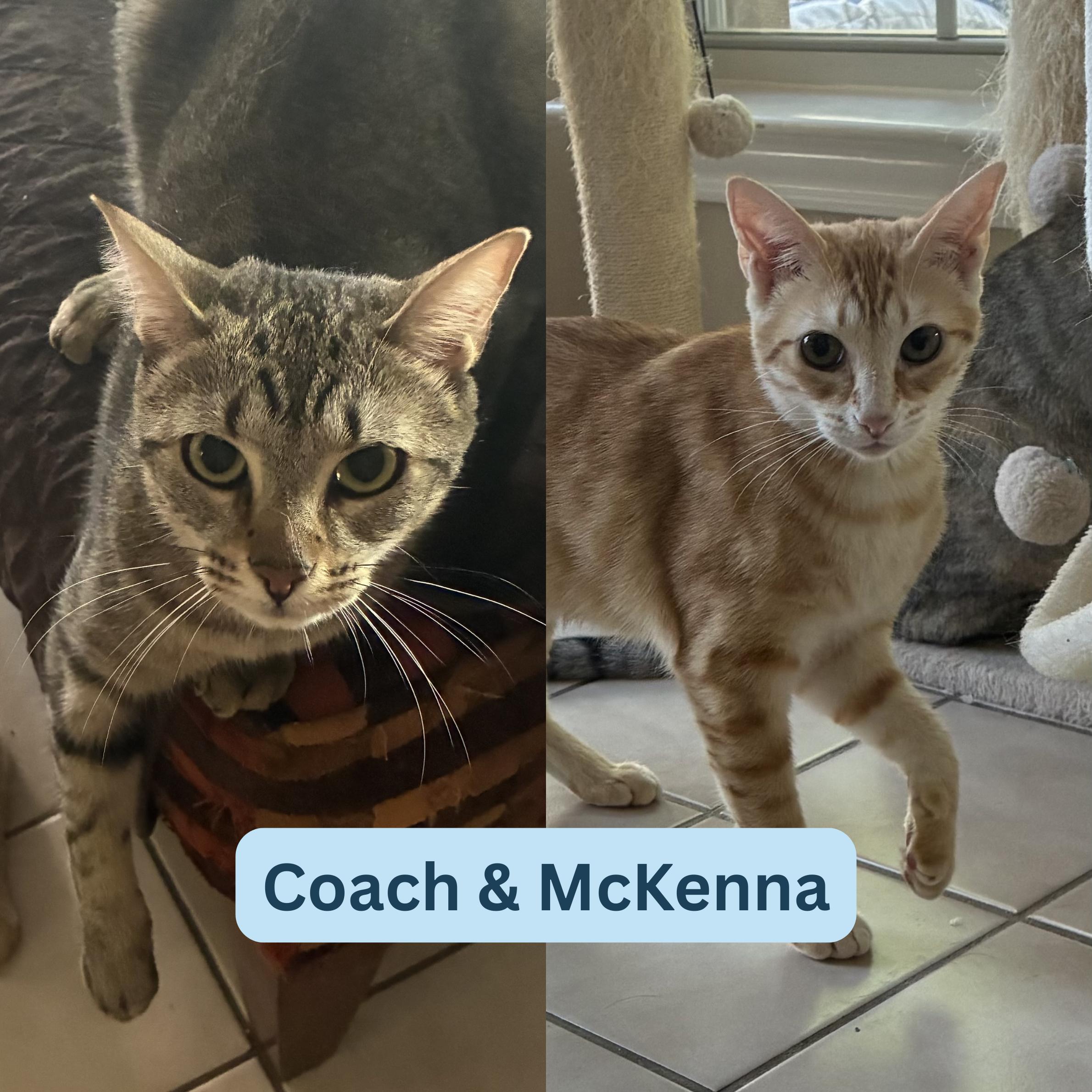 Coach & McKenna - BONDED PAIR, a ADOPTABLE Domestic Short Hair in Austin, TX image 1/6