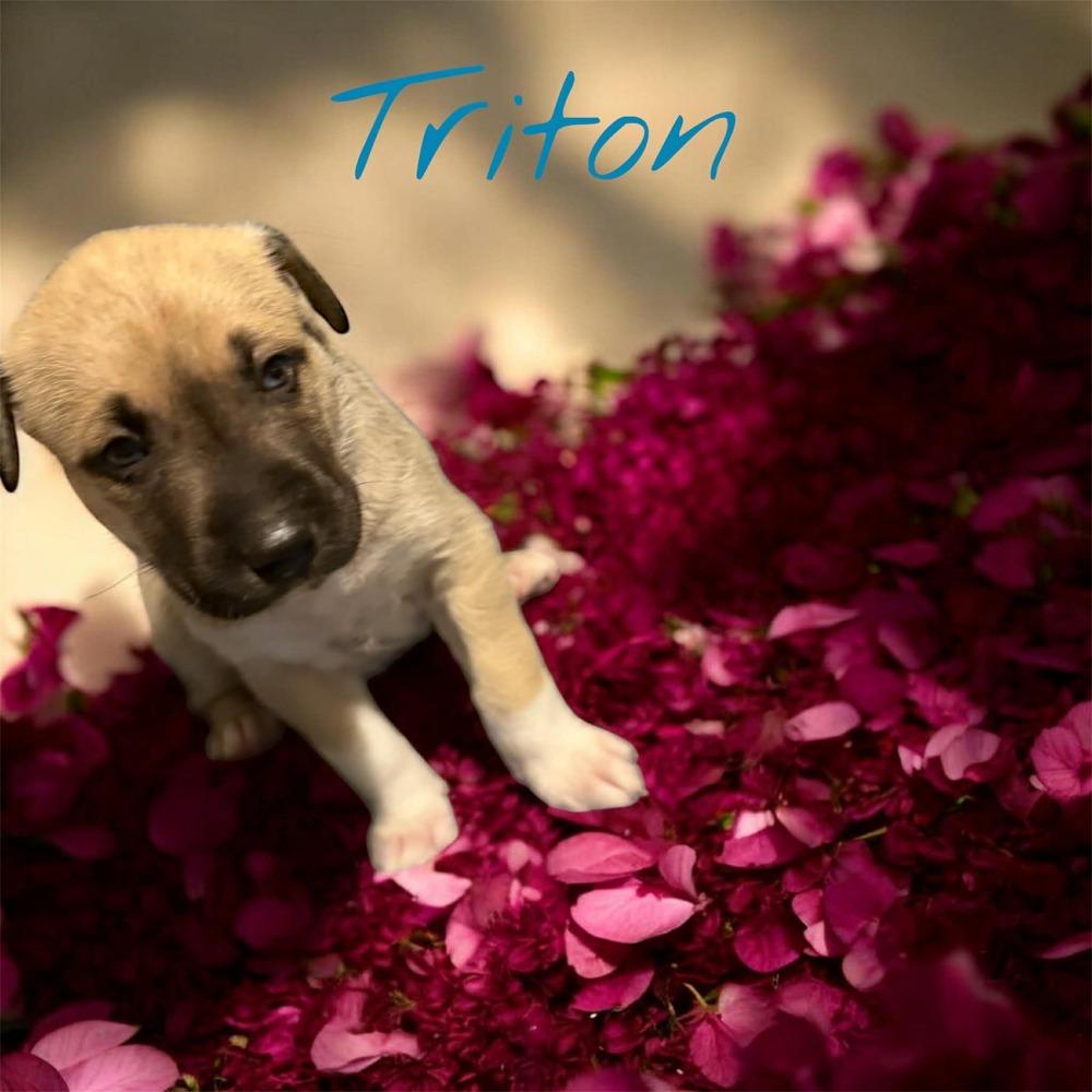 Triton, Adoptable, Puppy Male Husky & Shepherd.